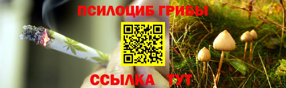 Псилоцибиновые грибы Psilocybe Электрогорск